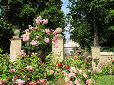 Rosen vor dem Tor des Klosterparks Altzella