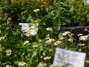 Der Kräutergarten im Klosterpark Altzella Der Kräutergarten im Klosterpark Altzella