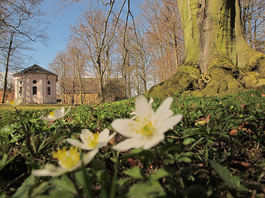 Buschwindröschen im Klosterpark Altzella mit Mausoleum