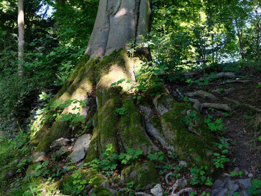 Baumwurzeln im Klosterpark