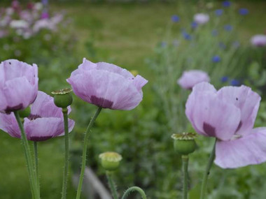 Mohn aus dem Klostergarten Altzella