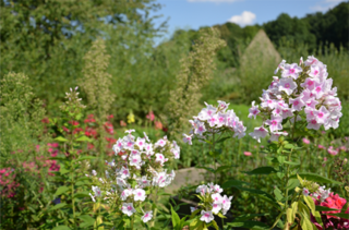 Der Kräutergarten von Altzella