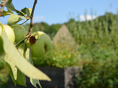 Apfelbaum im Klosterpark Altzella